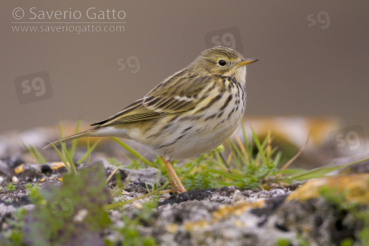 Meadow Pipit