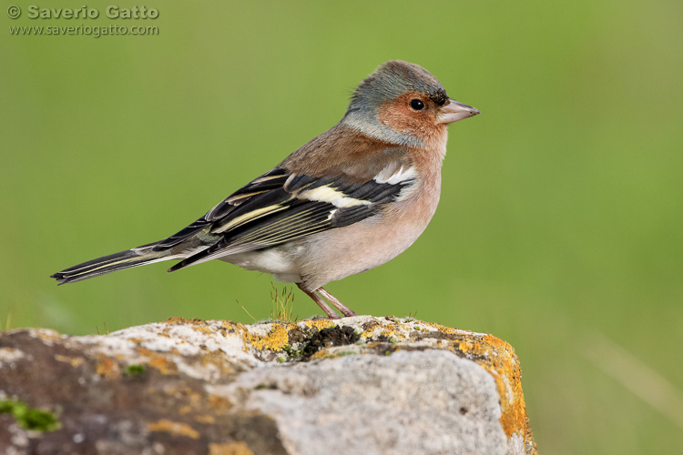 Common Chaffinch