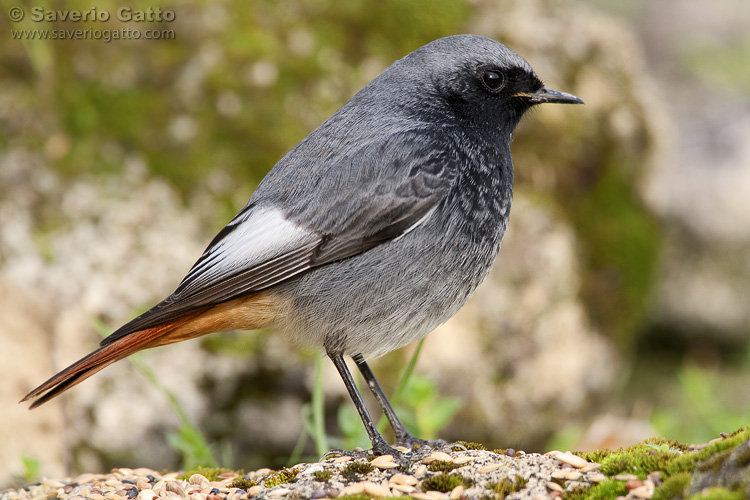 Black Redstart