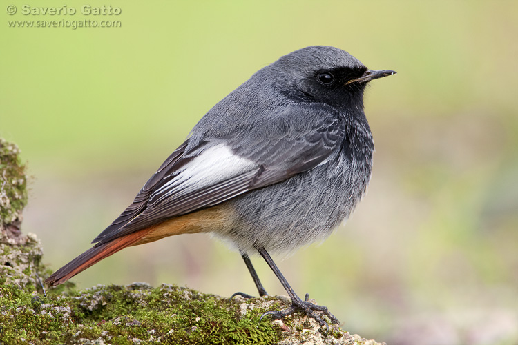 Black Redstart