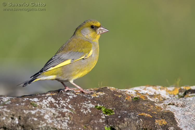 European Greenfinch