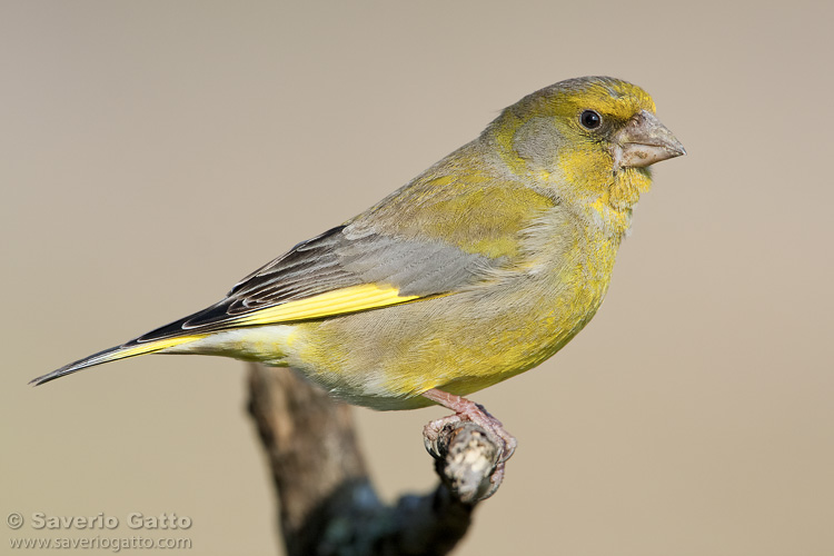 European Greenfinch