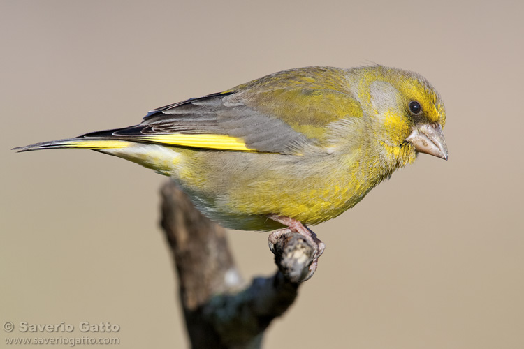 European Greenfinch