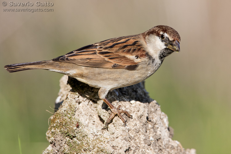 Italian Sparrow