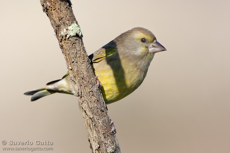 European Greenfinch