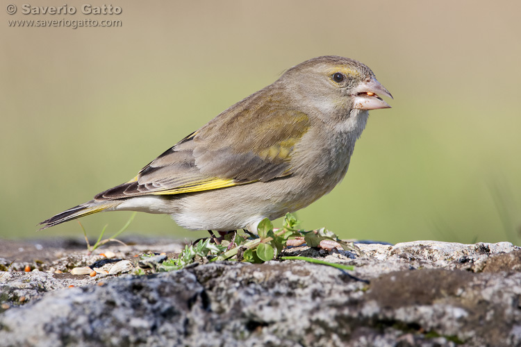 European Greenfinch