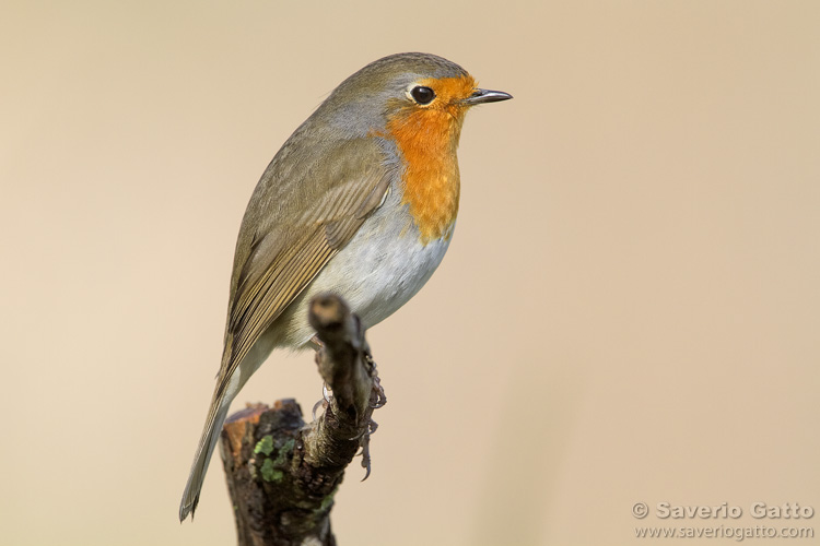 European Robin