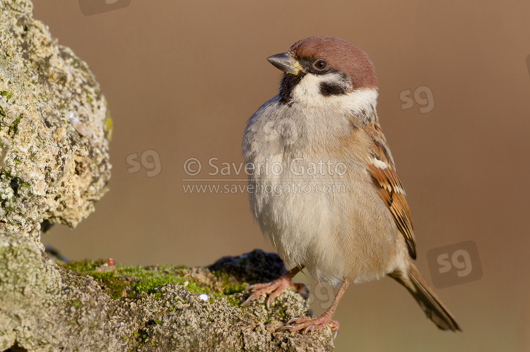 Eurasian Tree Sparrow