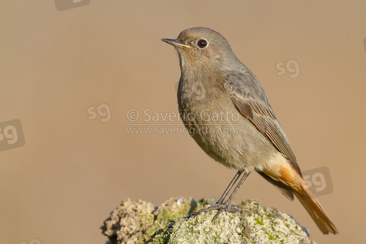 Black redstart