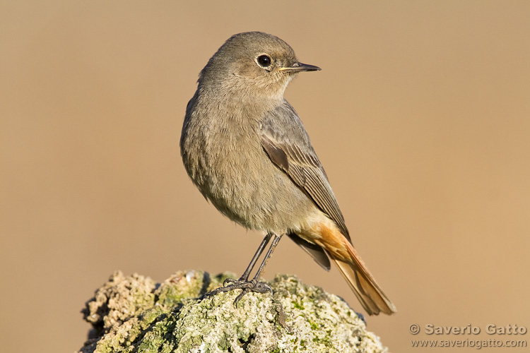 Black Redstart