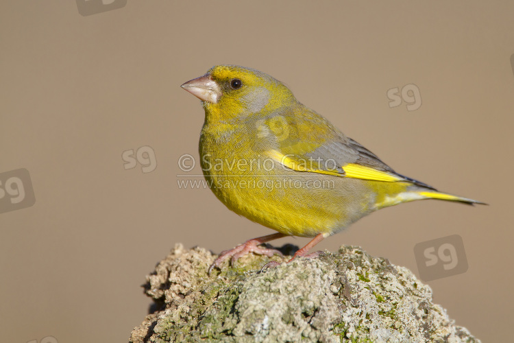 European Greenfinch