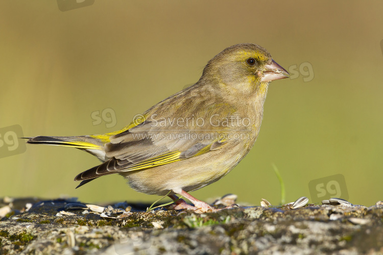 European Greenfinch