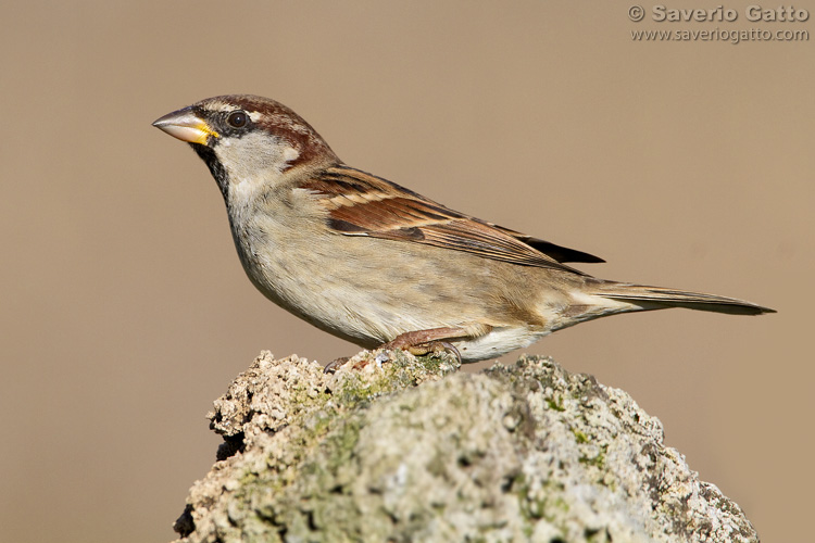 Italian Sparrow