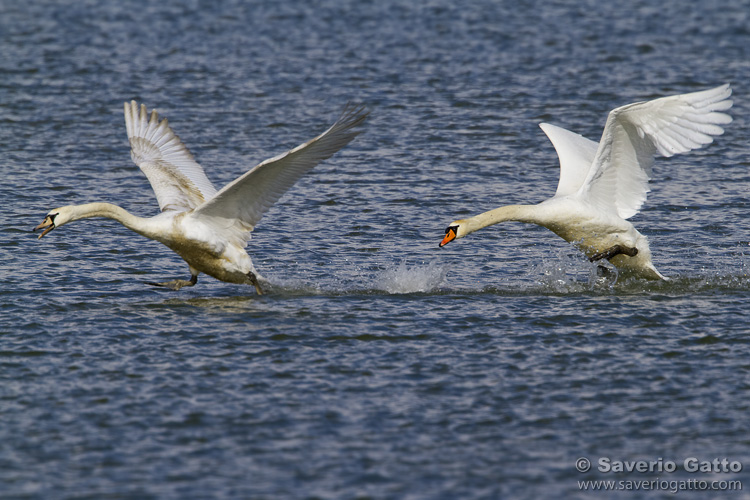 Mute Swan