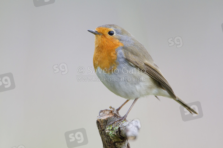 European Robin