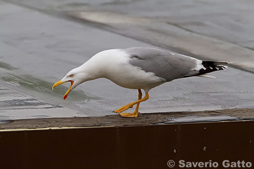 Yellow-legged Gull