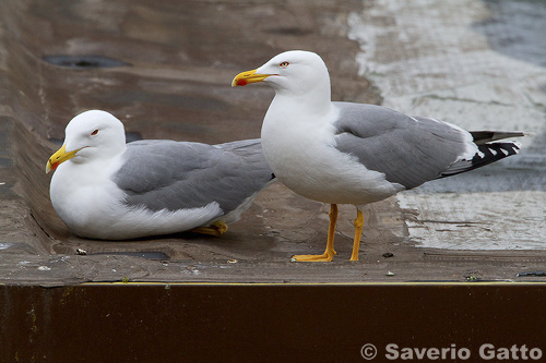 Yellow-legged Gull