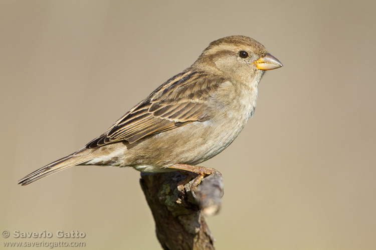 Italian Sparrow