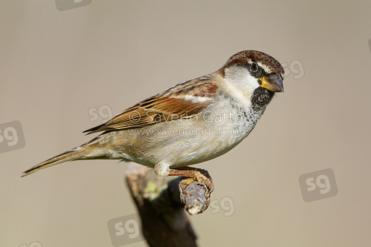 Italian Sparrow