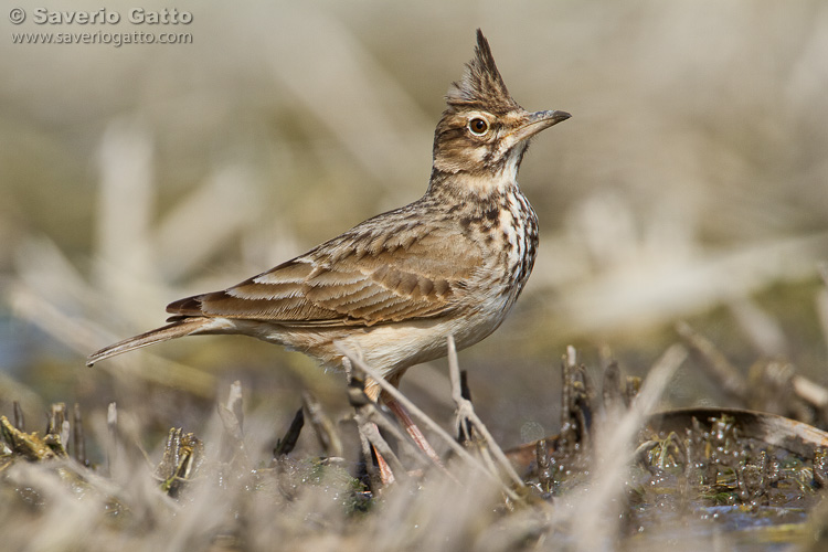 Crested Lark