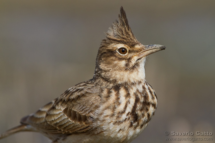 Crested Lark