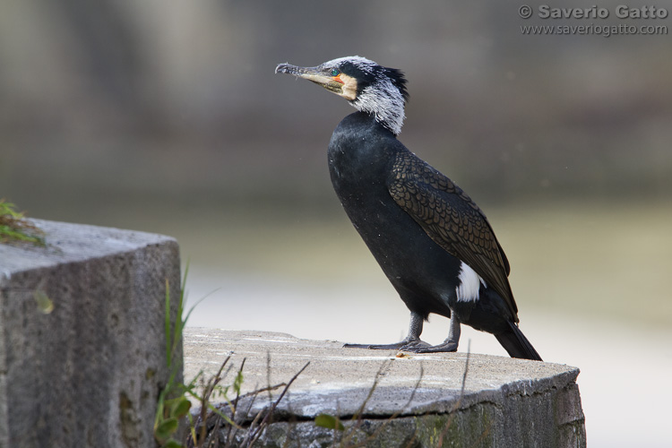 Great Cormorant