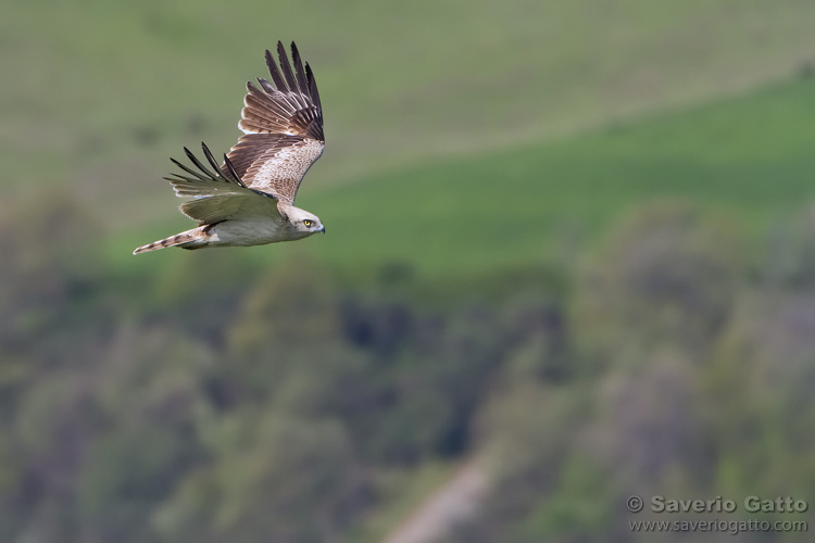 Short-toed Eagle