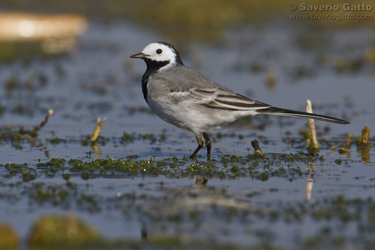 White wagtail