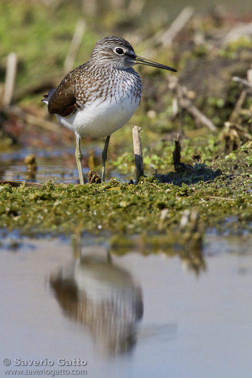 Green Sandpiper