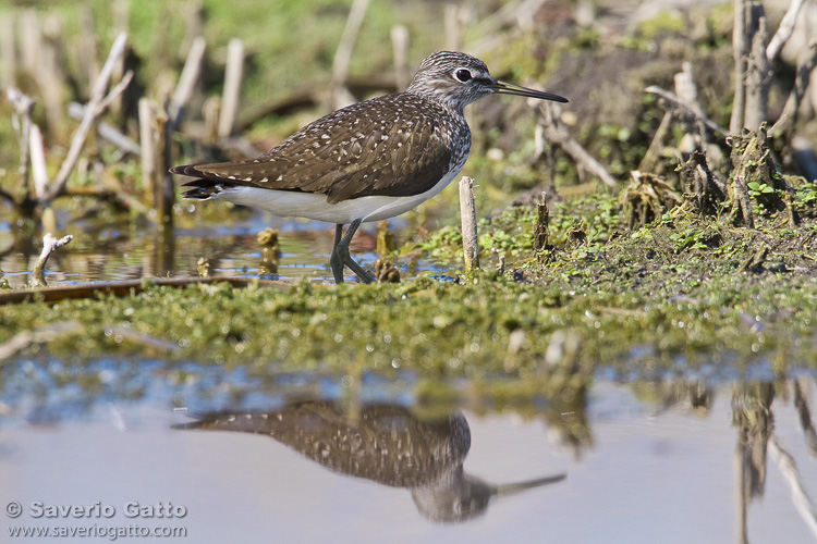 Green Sandpiper