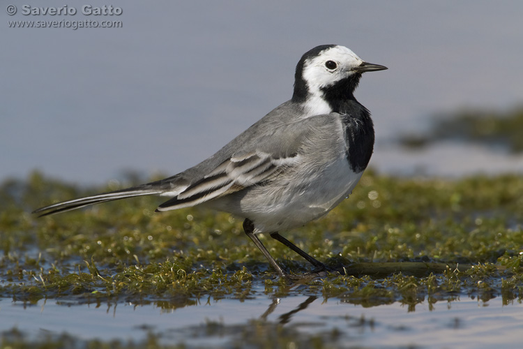 White wagtail