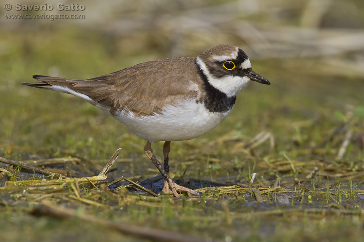 Little Ringed Plover