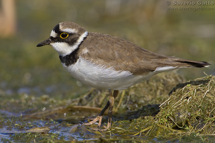 Little Ringed Plover