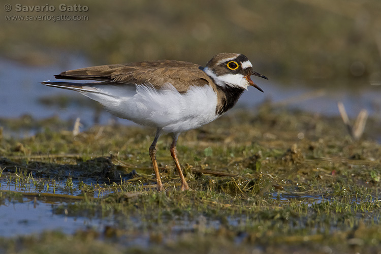 Little Ringed Plover