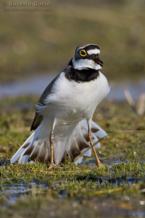 Little Ringed Plover