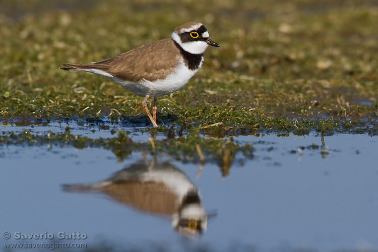 Little Ringed Plover