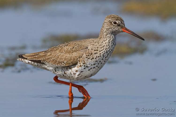 Common Redshank