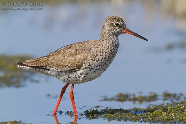 Common Redshank