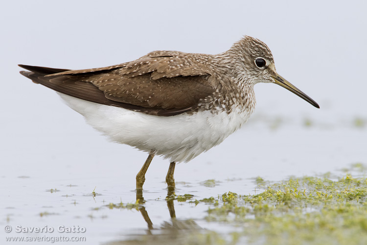 Green Sandpiper