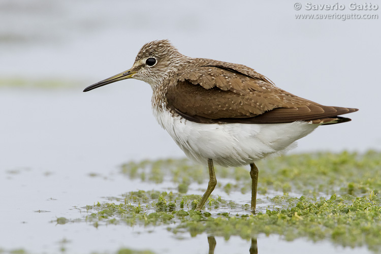 Green Sandpiper