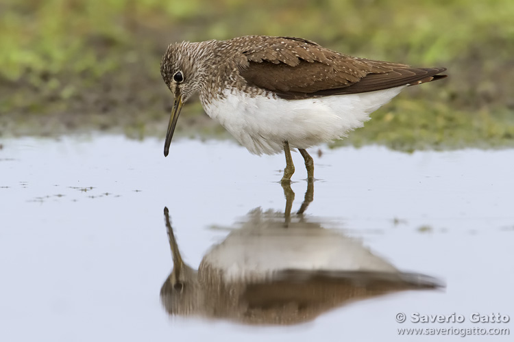 Green Sandpiper