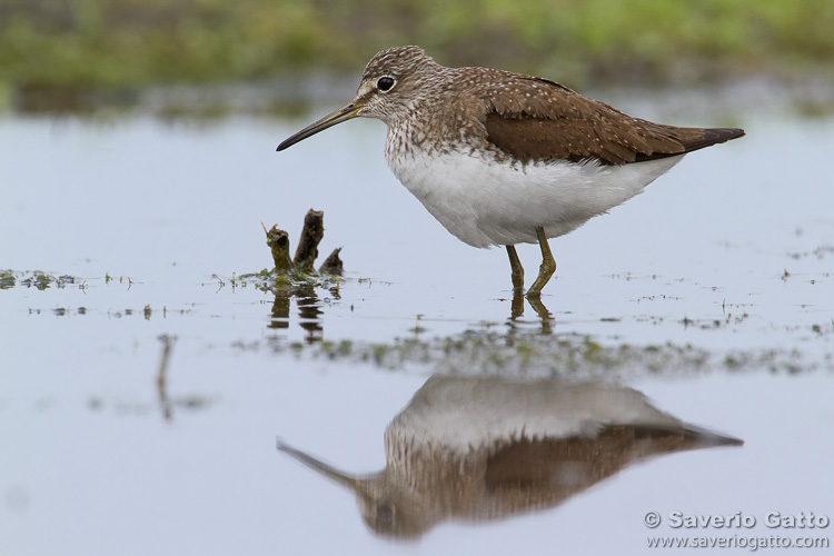 Green Sandpiper