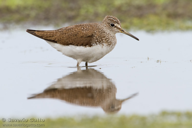 Green Sandpiper