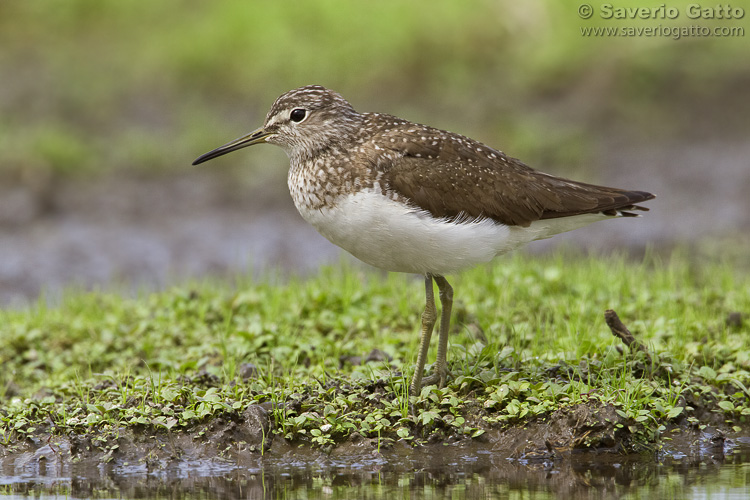 Green Sandpiper