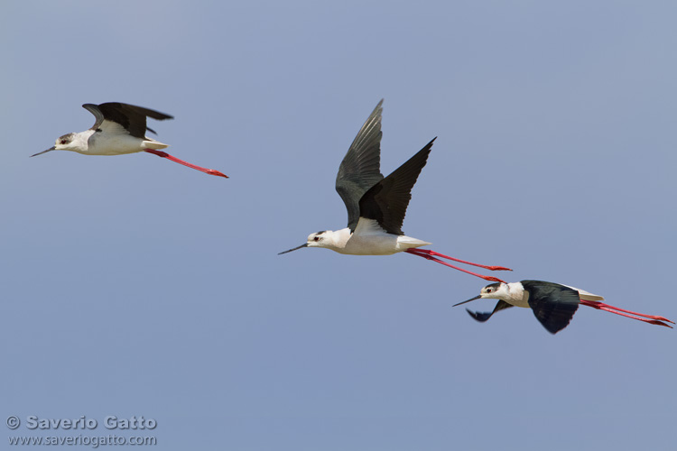 Black-winged Stilt