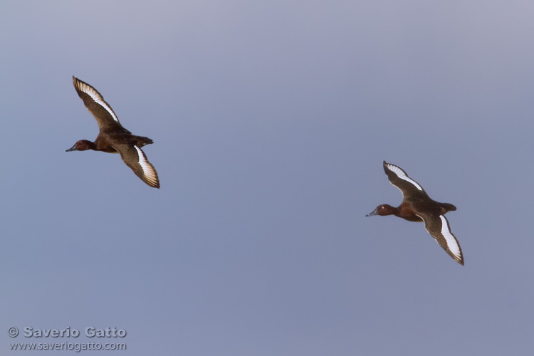 Ferruginous duck