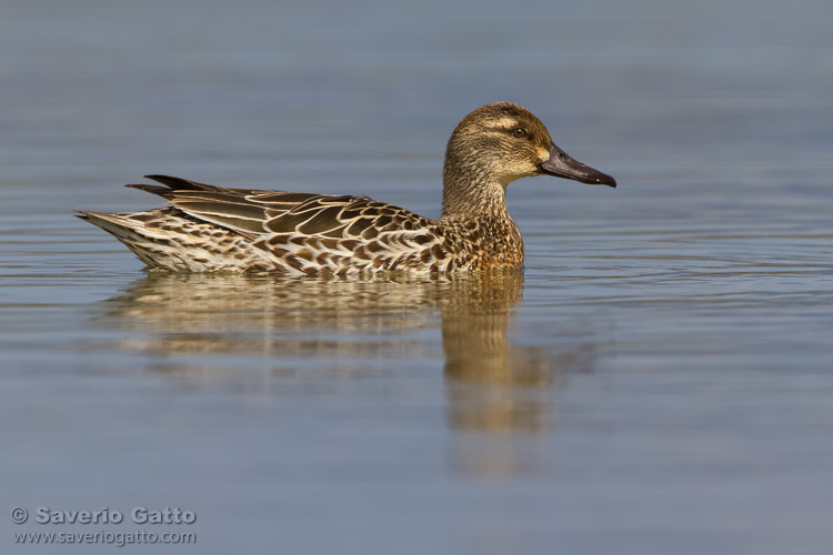 Garganey