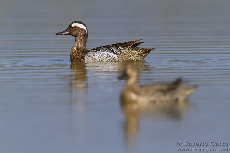 Garganey