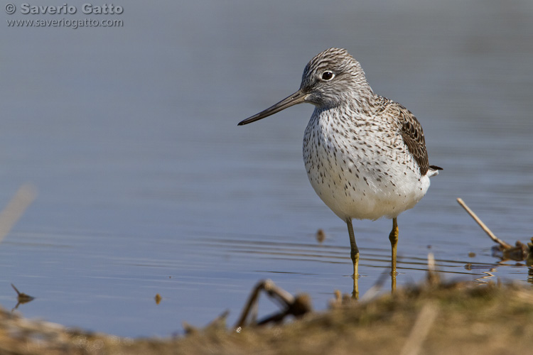 Greenshank