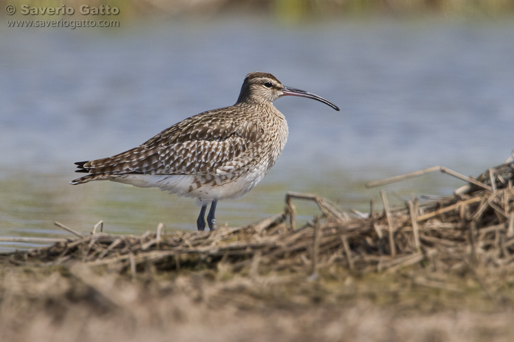 Eurasian Whimbrel